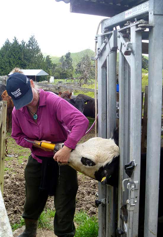 Auto Head Yoke Combi Clamp