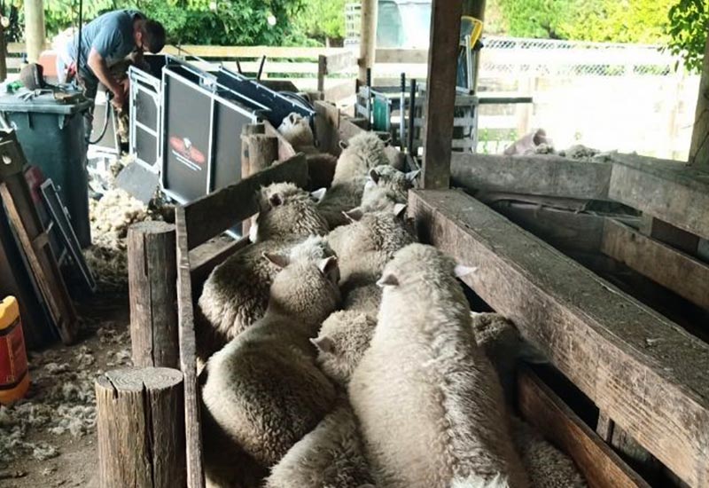 Sheep Handler Handle Different Sizes - Combi Clamp