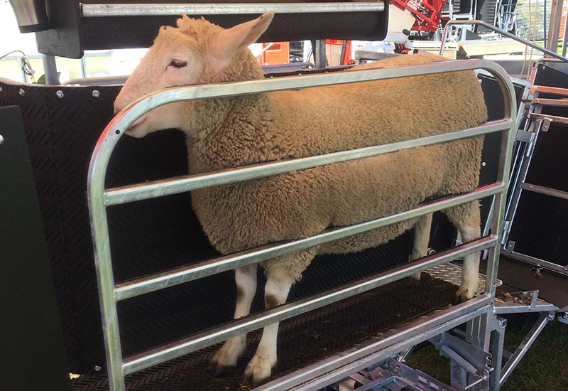 Sheep Handler Wool Classing Wall - Combi Clamp